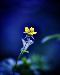 Close-up of yellow flowering plant