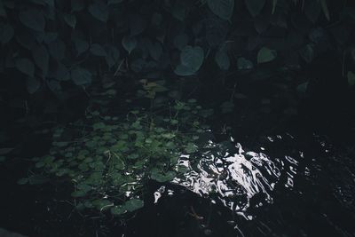 water