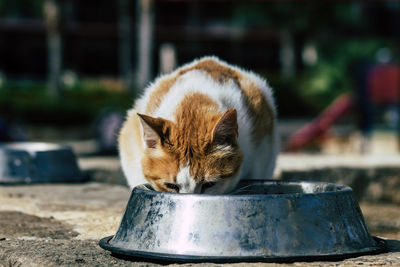 Close-up of a cat drinking water