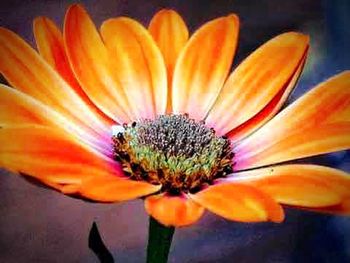 Close-up of yellow flower