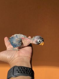 Human hand holding small lizard