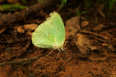 Close-up of insect on leaf