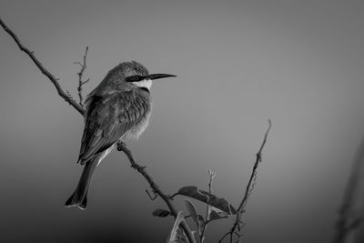 Mono little bee-eater on branch shows catchlight