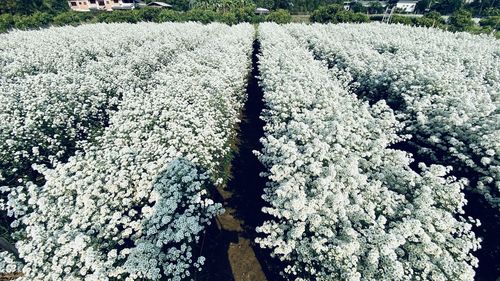 High angle view of white flowering plant on snow covered field