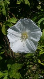 Close-up of white flower blooming outdoors