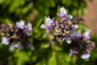 Close-up of purple flowers blooming outdoors