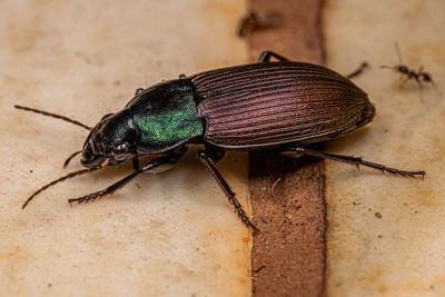 Close-up of insect