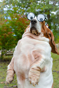 Dog on field wearing funny glasses 