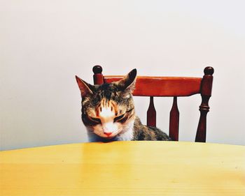 Portrait of cat sitting on table
