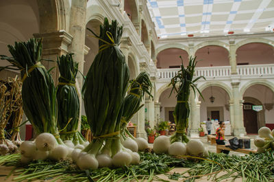 Plants growing outside building