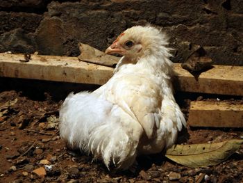 Close-up of a bird