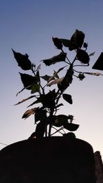 Low angle view of flower tree against clear sky