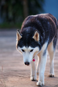 Close-up of a dog looking away