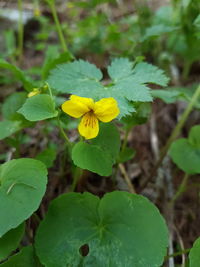 Close-up of yellow flower blooming outdoors