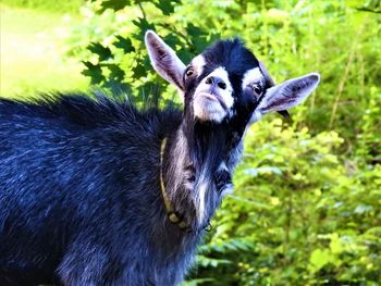 Close-up of a pygmy goat