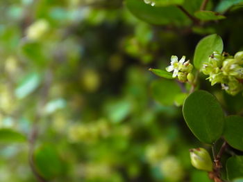 Close-up of flowering plant