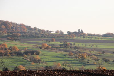 Scenic view of agricultural field against clear sky