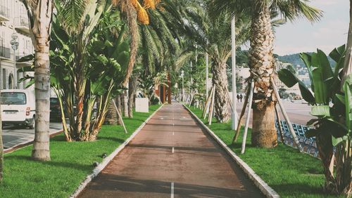 Footpath amidst trees