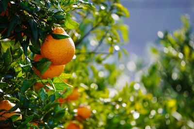 Low angle view of fruits on tree