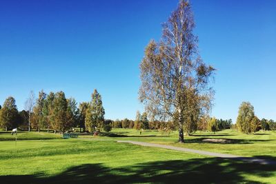Trees on golf course against clear blue sky
