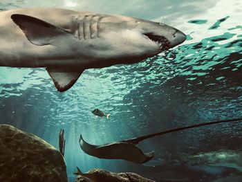 Shark  swims in the water at the ripleys aquarium in toronto canada