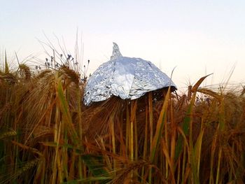 Close-up of mushroom growing on field against sky