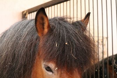 Cropped image of horse at stable