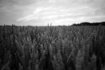 Crops growing on field against sky