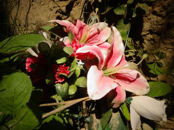Close-up of flowers blooming outdoors