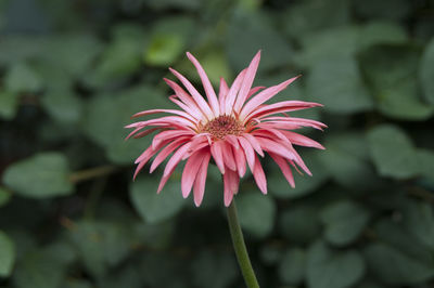 Close-up of pink flower