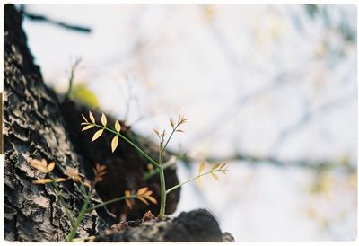 growth