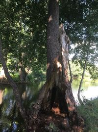 Tree trunk by lake in forest
