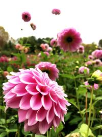 Close-up of pink flowers blooming on field