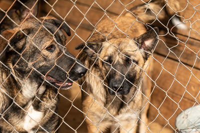 Close-up of two dogs on fence