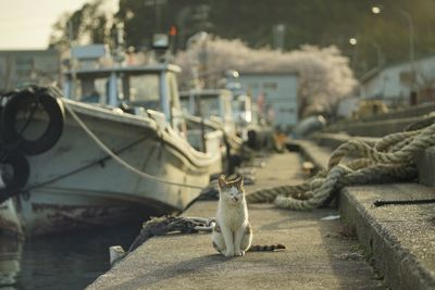 Cat living in okishima island with cherry blossom in full bloom