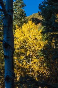 Close-up of yellow tree against sky