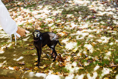 Cropped hand reaching towards dog on field during sunny day