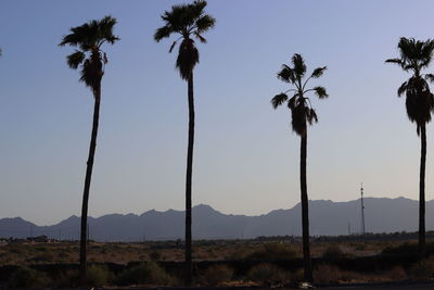 Palm trees against clear sky