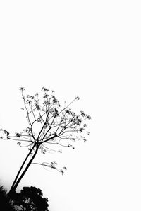 Low angle view of plants against clear sky