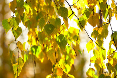 Low angle view of leaves on tree