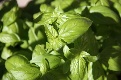 Close-up of fresh green leaves