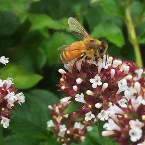 Close-up of butterfly on flower