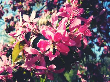 Close-up of pink flowers blooming outdoors