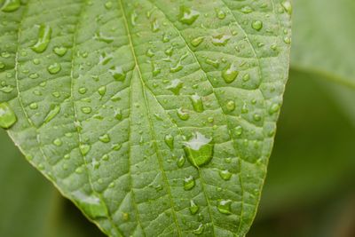 Close-up of wet leaf