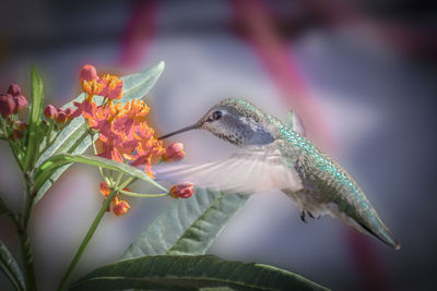 Close-up of bird on flower
