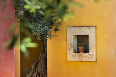 Close-up of potted plant against building