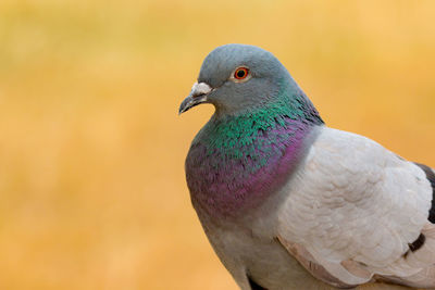 Close-up of pigeon