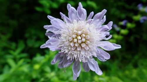 Close-up of purple flower blooming