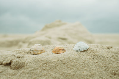 Sea shell in sand pile