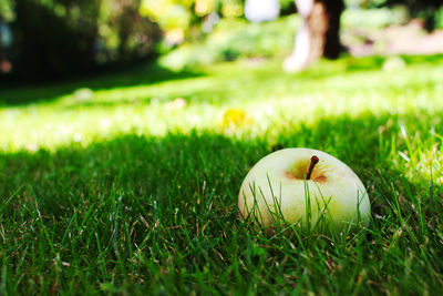 Close-up of apple on field